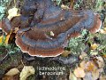 Ischnoderma benzoinum-amf1516